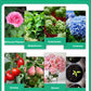🌿🌱Achetez 3 pour 5 (8 bouteilles)🌼 Boostez Vos Plantes Et Vos Économies💧👑